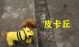 夜行者加点 夜行者加点